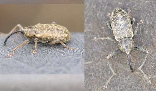 Réf. 224 981 : Dorytomus longimanus